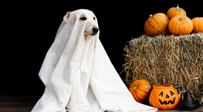 Simple Ways To Dress Your Dog Up for Halloween