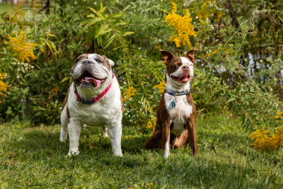 Preventing Heat Stroke in Dogs: Essential Tips for Keeping Your Pup Cool