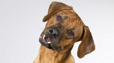 Do you know the 3 things that can hurt your Dog&amp;#039;s Feelings?