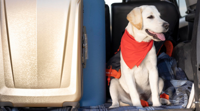 How to Vacation with Your Dog