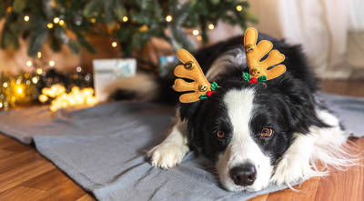 Top 7 Holiday Gifts For Your Dog