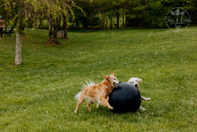 The Importance of Dog Enrichment: Types and Benefits for a Happier Pup