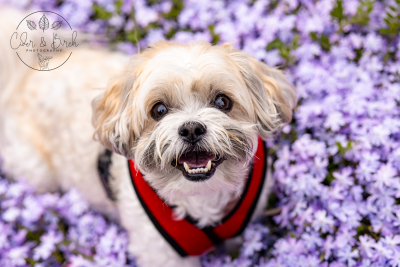 Living Green: Houseplants That Are Safe for Your Furry Friends