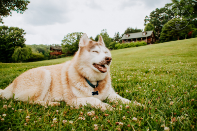 They Joy of Adopting a Senior Dog