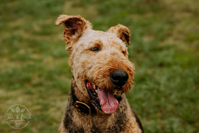 Famous Fictional Dogs: The Pups Who Stole Our Hearts