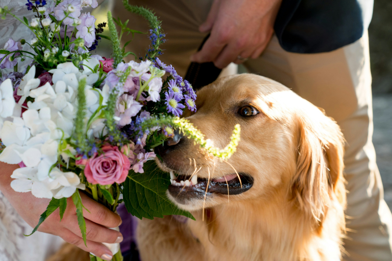 Treat Mom (and Her Best Friend): Mother&amp;#039;s Day Gift Ideas for Dog Moms