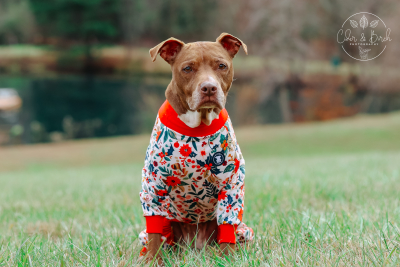 How to Keep Your Dog Warm During the Winter Months