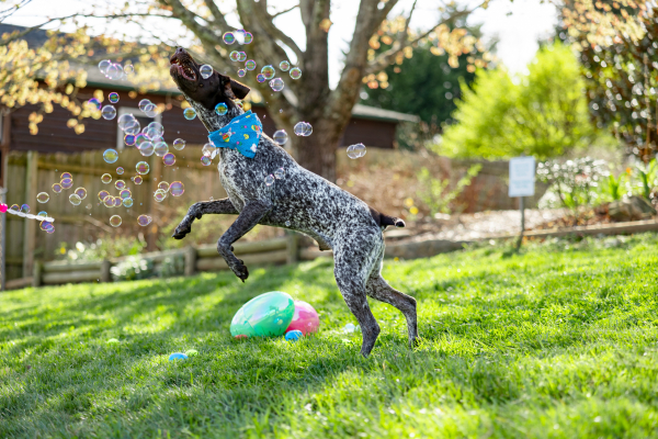 Easter Fun For Your Pup - Spring Enrichment Games