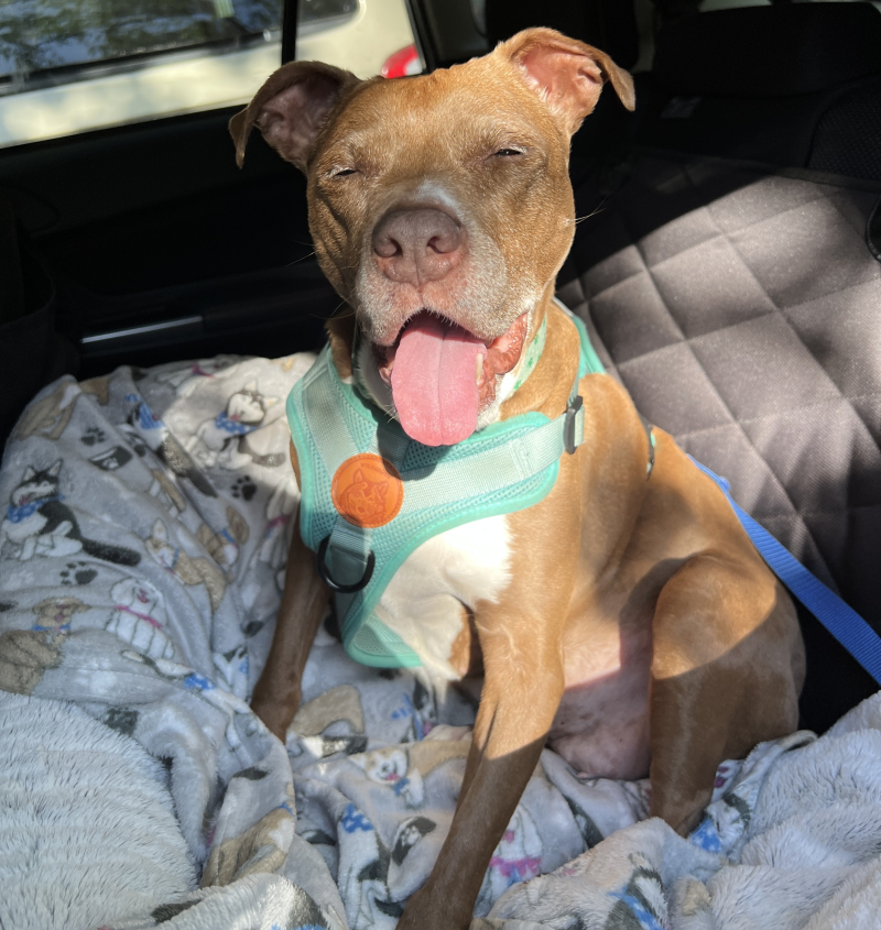 The Best Dog Beds, Toys, and Gear for Travel