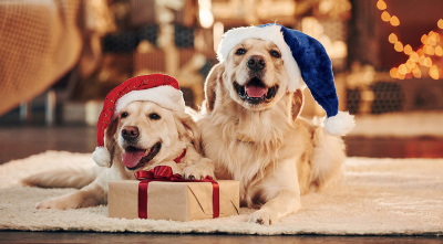 Barkwells Top Six Holiday Gifts to Get Your Dog
