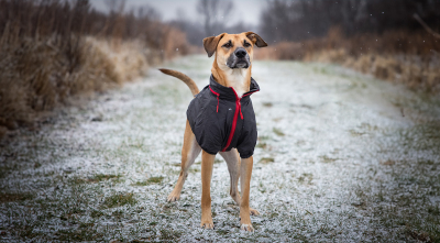 Seven Winter Care Tips For Your Dog