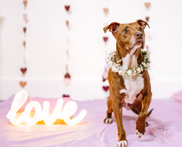 Couples&rsquo; Guide to a Romantic, Dog-Friendly Escape