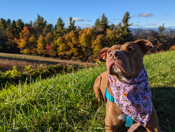 Fall Colors with Your Pup: Scenic Drives and Dog-Friendly Stops in the Blue Ridge