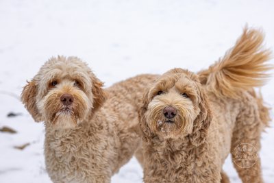 Winter Activities to Enjoy with Your Dog