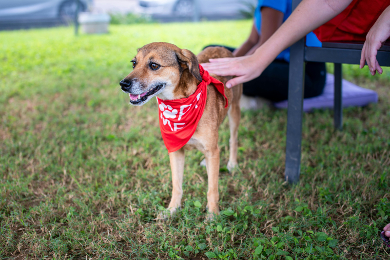 Building Trust With Your Rescue Dog: Patience, Love, and Understanding
