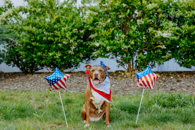 Honoring Our Heroes: The Unbreakable Bond Between Veterans and Their Service Dogs