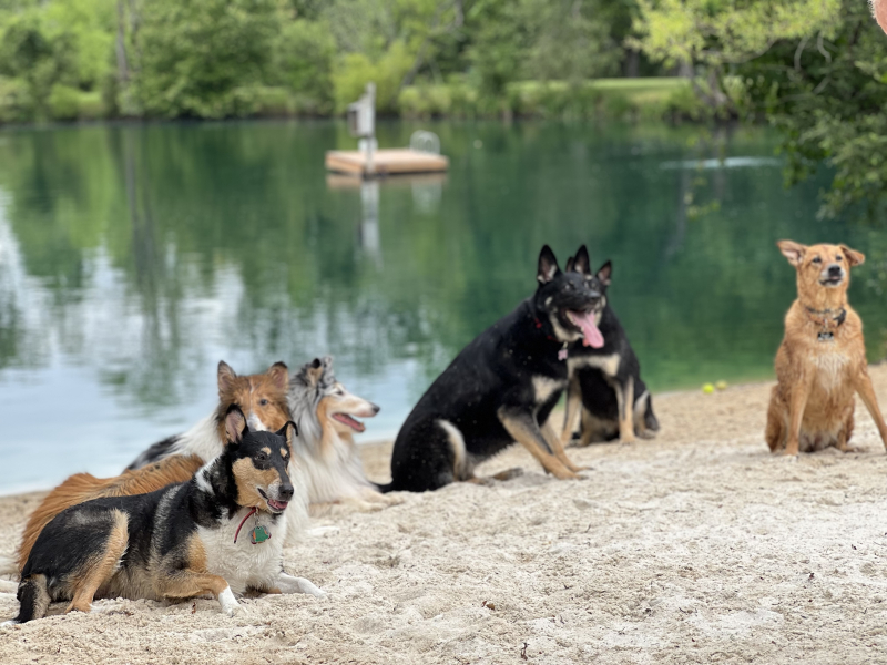 Family Spring Break with Dogs: How to Plan the Paw-fect Getaway