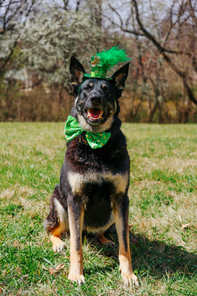 St. Paw-trick&rsquo;s Day: Celebrating the Luck of the Dogs at Barkwells!