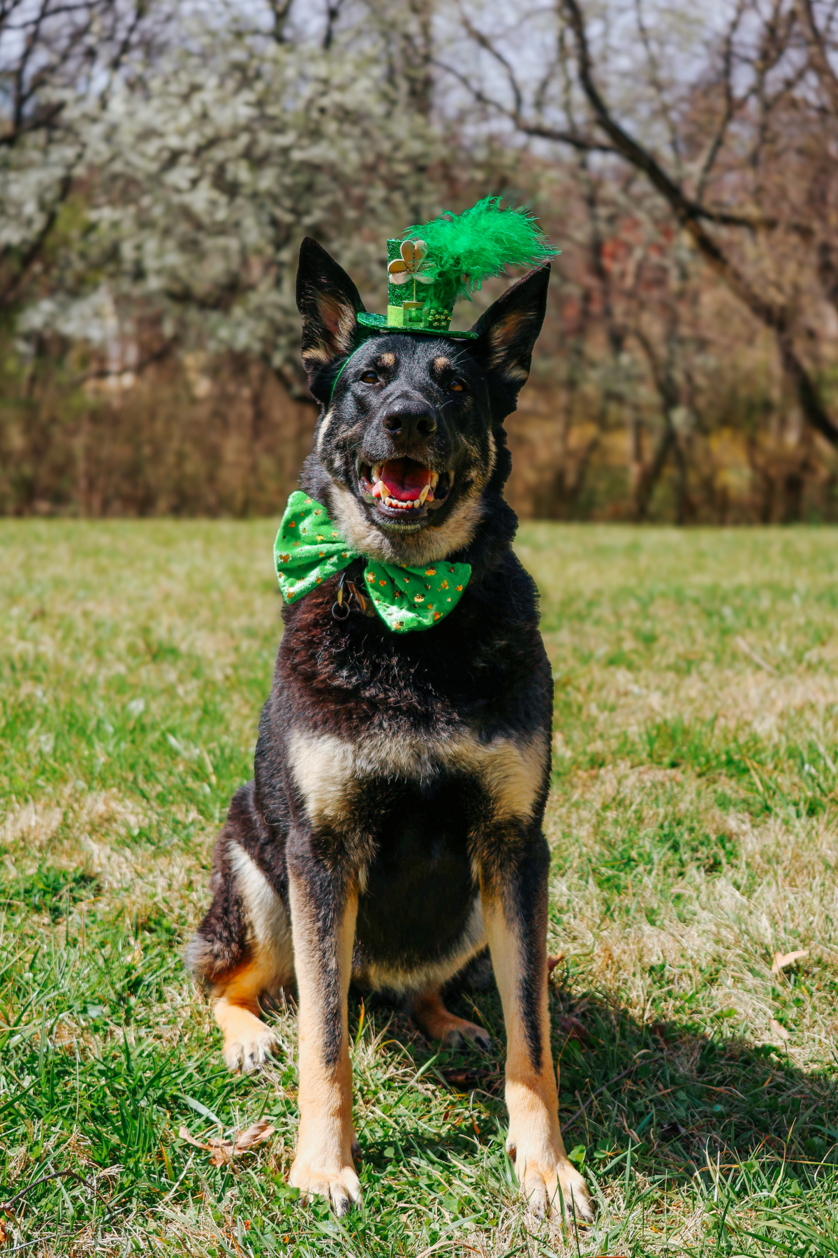 88f135a483ef01fac8d7b920488085e4_L image St. Paw-trick’s Day: Celebrating the Luck of the Dogs at Barkwells!