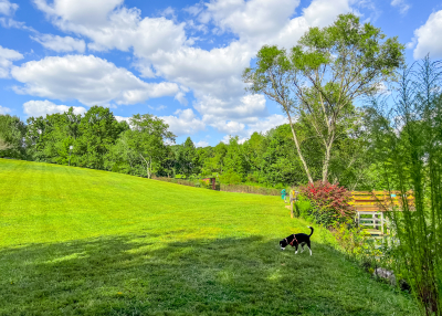 Top Seven Dog-Friendly Spring Activities In Asheville