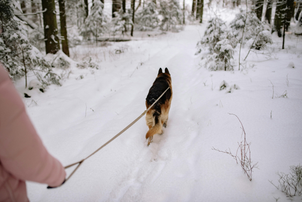 Dog-Friendly Winter Activities Near Asheville, Hendersonville &amp;amp; Brevard