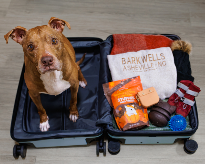 The Ultimate Barkwells Winter Packing Checklist for Dogs &amp;amp; Their Humans