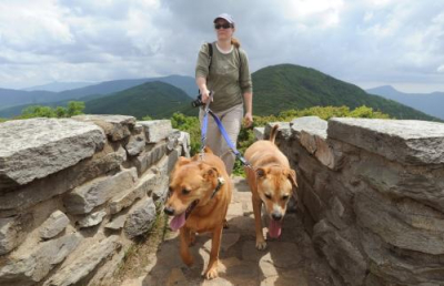 2 Dogs on a hike