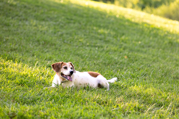 Senior Dog Care: Providing Comfort &amp;amp; Support in Their Golden Years