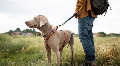 Spring Time Activities with Your Doggo!