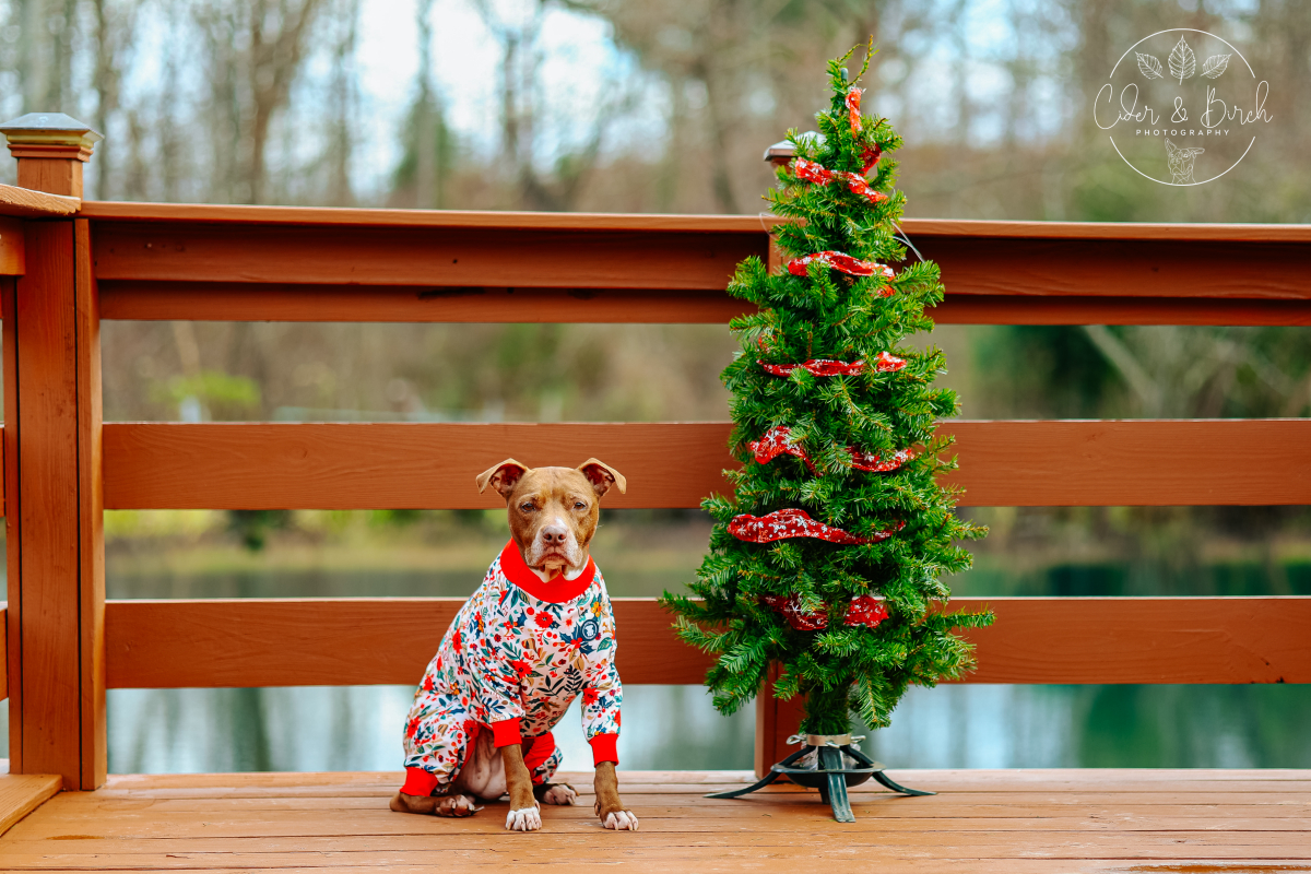 Howl-iday Traditions to Start With Your Pup