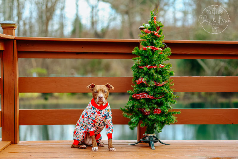 Howl-iday Traditions to Start With Your Pup