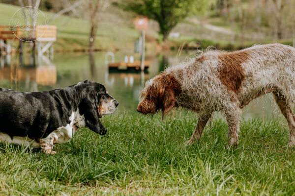 Tips for Dog Socialization and Interaction