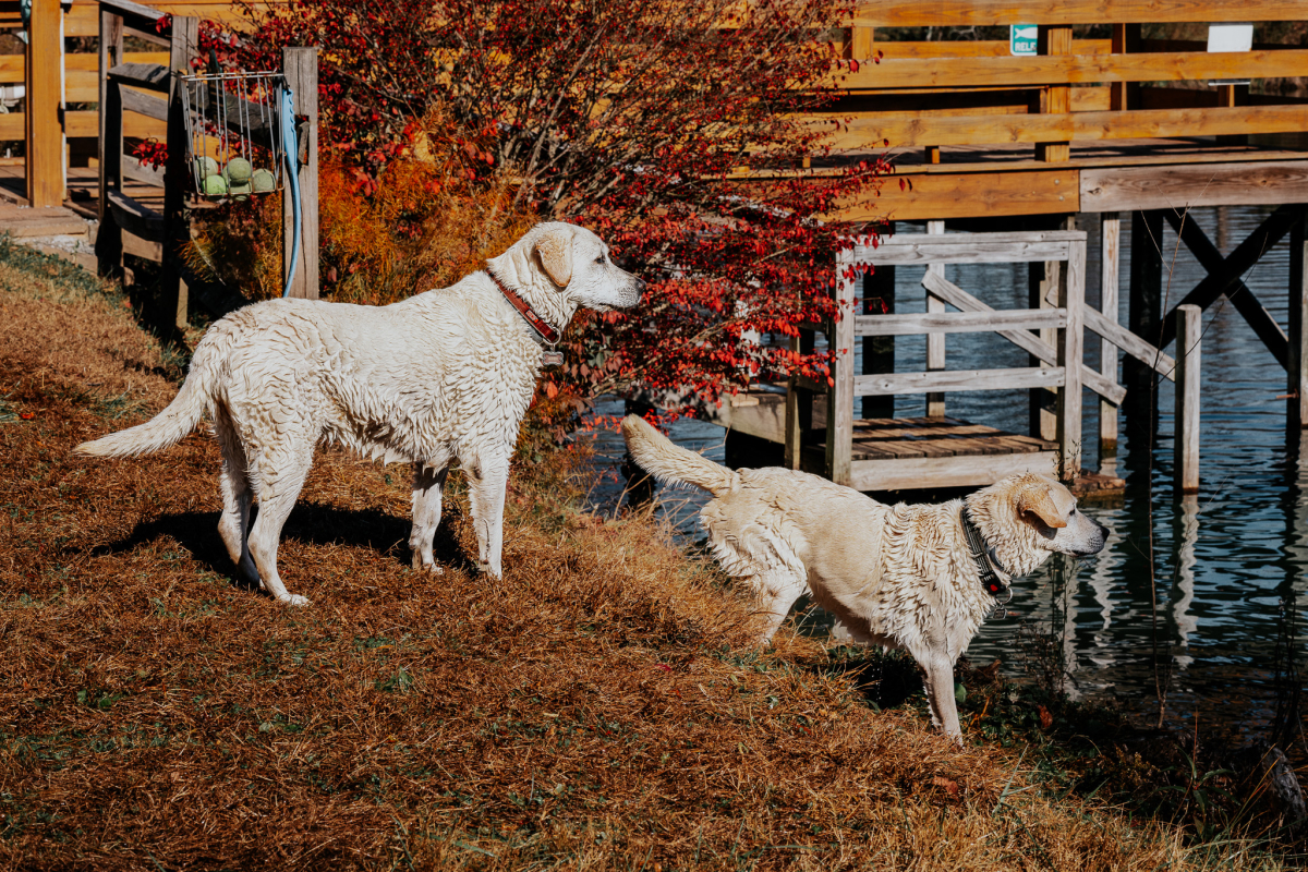 Why Fall is the Coziest Season to Stay at Barkwells with Your Pup