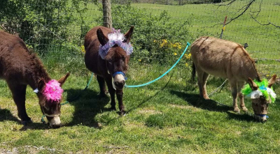 Spring Update from Barkwells