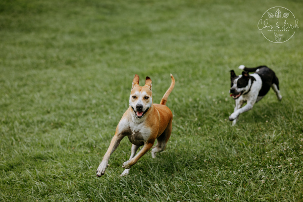 Paws and Purpose: How Volunteering for Dogs Changes Lives