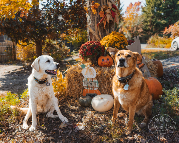 Autumn Adventures for Senior Dogs