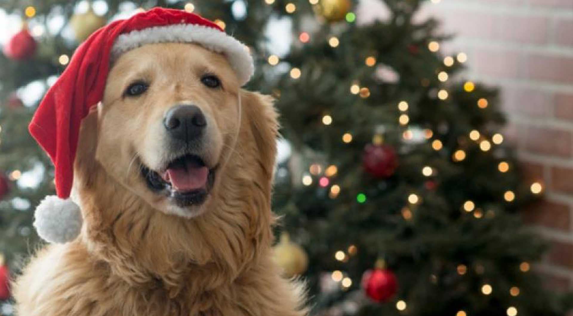 Barkwells Tips - How to Dog-proof your Christmas tree!