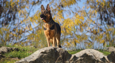 6 Hiking Mistakes to Avoid with Dogs
