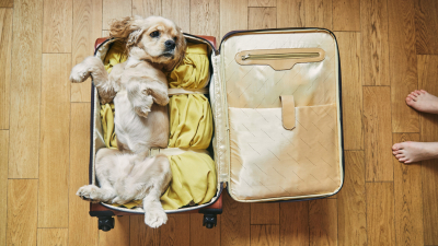 Traveling with your dog