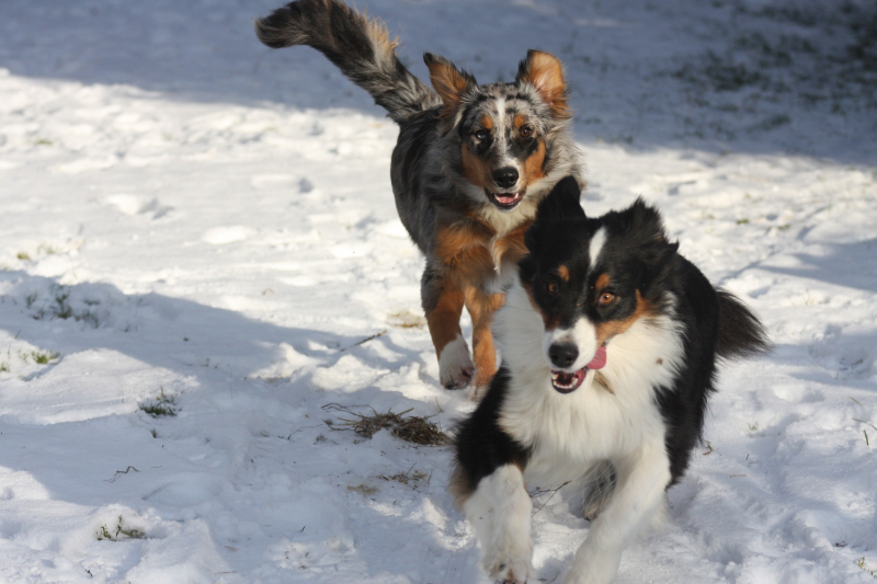 Winter Wellness for Dogs: How To Keep Your Pup Healthy During Cold Mountain Getaways