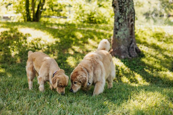 The Science of Sniffing: Why Letting Your Dog Explore With Their Nose Matters