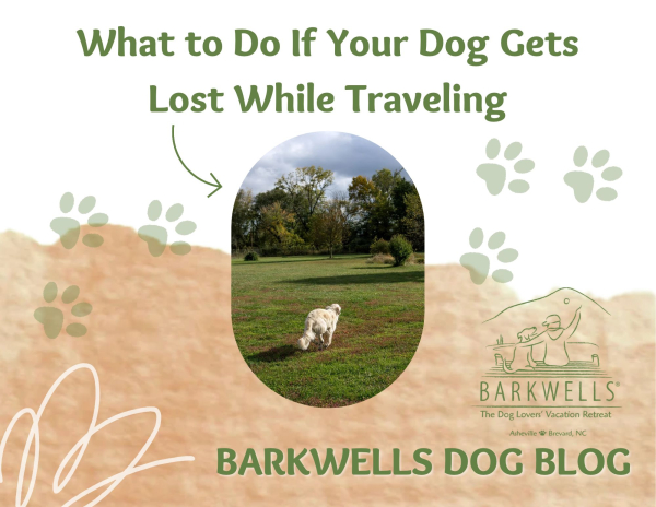 What to Do If Your Dog Gets Lost While Traveling