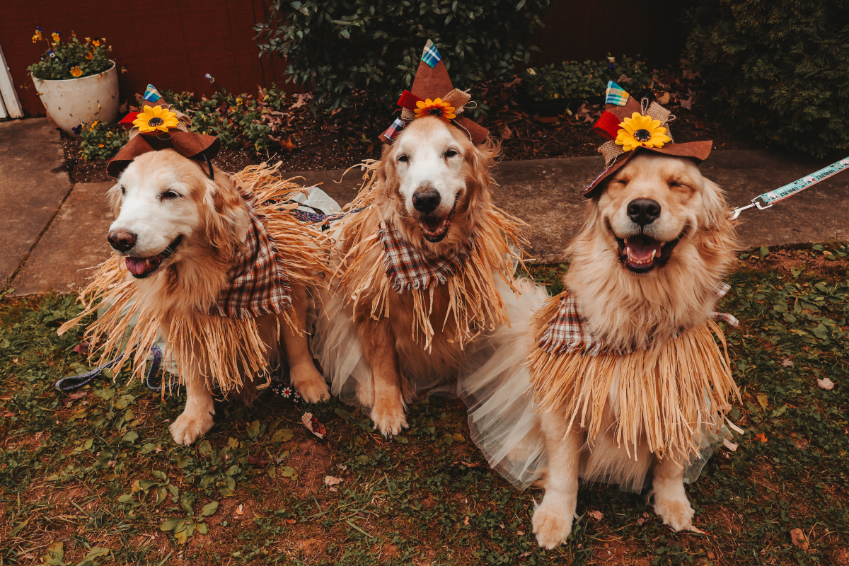 How to Give Your Dog Their Own Thanksgiving