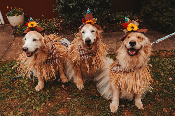 How to Give Your Dog Their Own Thanksgiving
