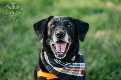 Snap, Treat, Wag: A Beginner&amp;#039;s Guide to Paw-fect Pet Photography