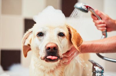 Why Grooming Is So Important for Your Dog&rsquo;s Health and Happiness