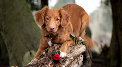 Book a romantic Valentine getaway for your two-and four-legged loved ones this February